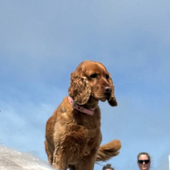 redspaniel29